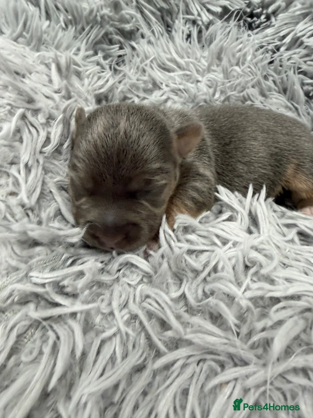 Jack Russell dogs for sale: Jack Russell Puppies - 6 Available 3 girls 3 boys - Advert 16