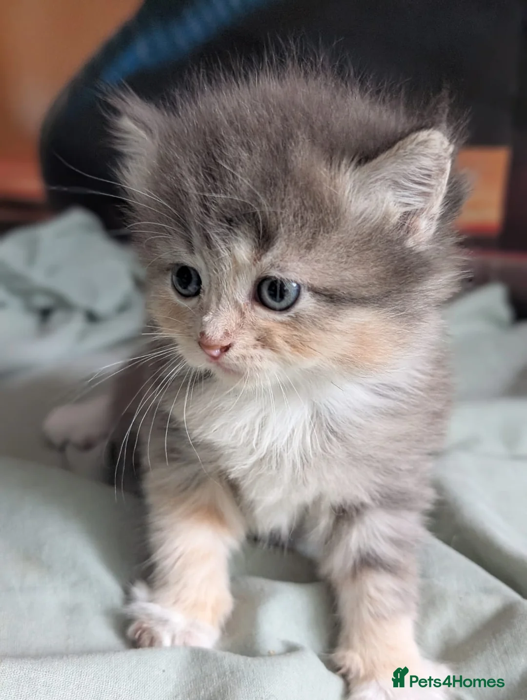 Mixed Breed cats for sale: 3 colour kittens - Advert 1