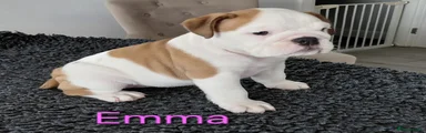 English Bulldog 6