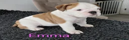 English Bulldog dogs for sale: English Bulldog Puppies  - Advert 5