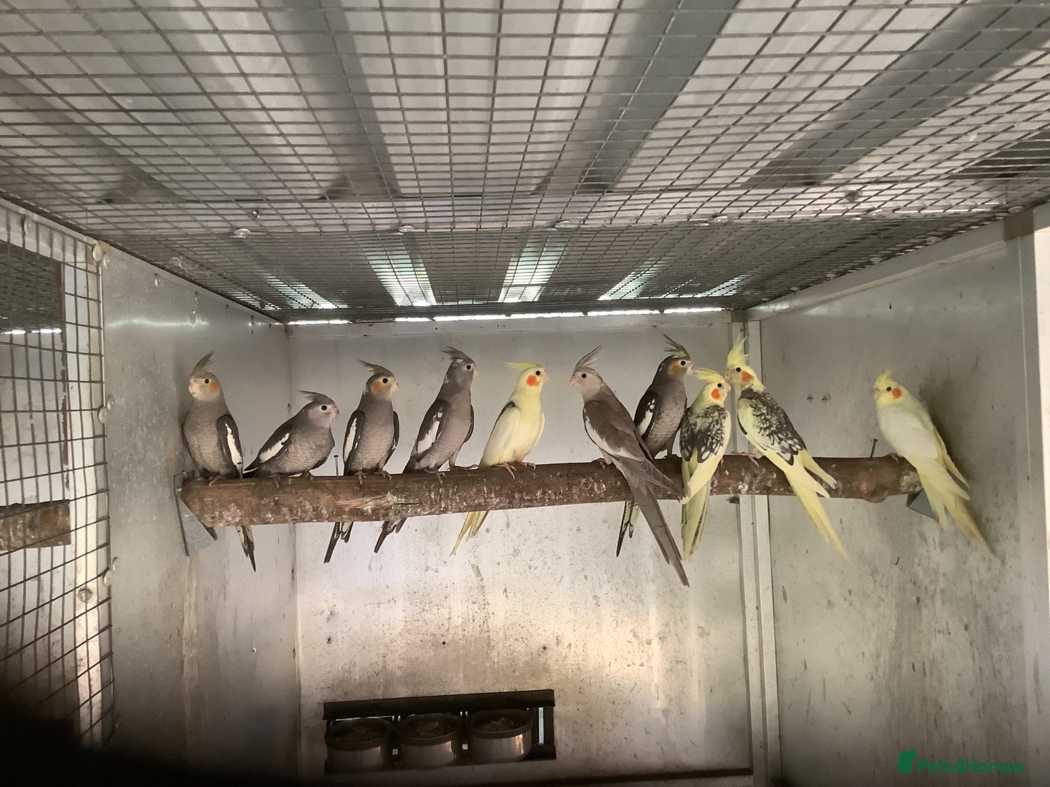 Cockatiels birds  2026 Young cockatiels - whiteface /Albino  - Advert 14