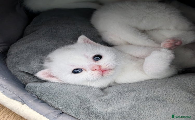 British Shorthair cats - Advert 1