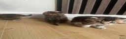 British Shorthair cats for sale: Gorgeous Brown Tabby BSH Kittens - Advert 4