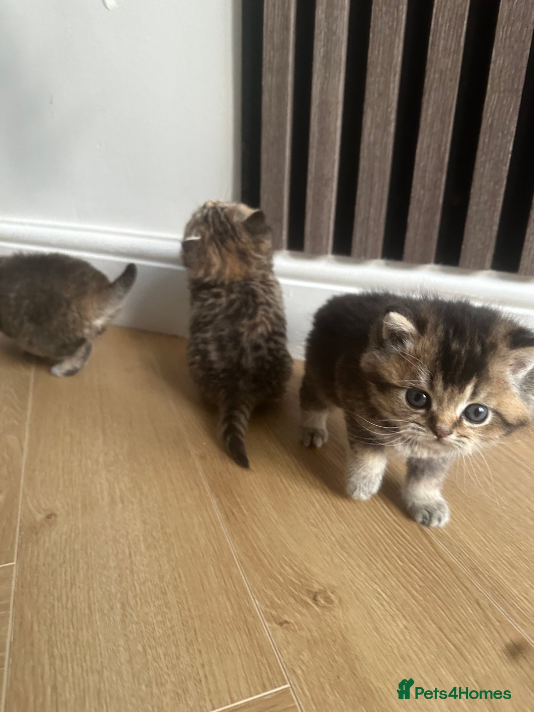 British Shorthair cats for sale: Gorgeous Brown Tabby BSH Kittens - Advert 4