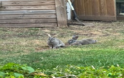 Rex rabbits for sale: Male Rex Rabbits  - Image 3