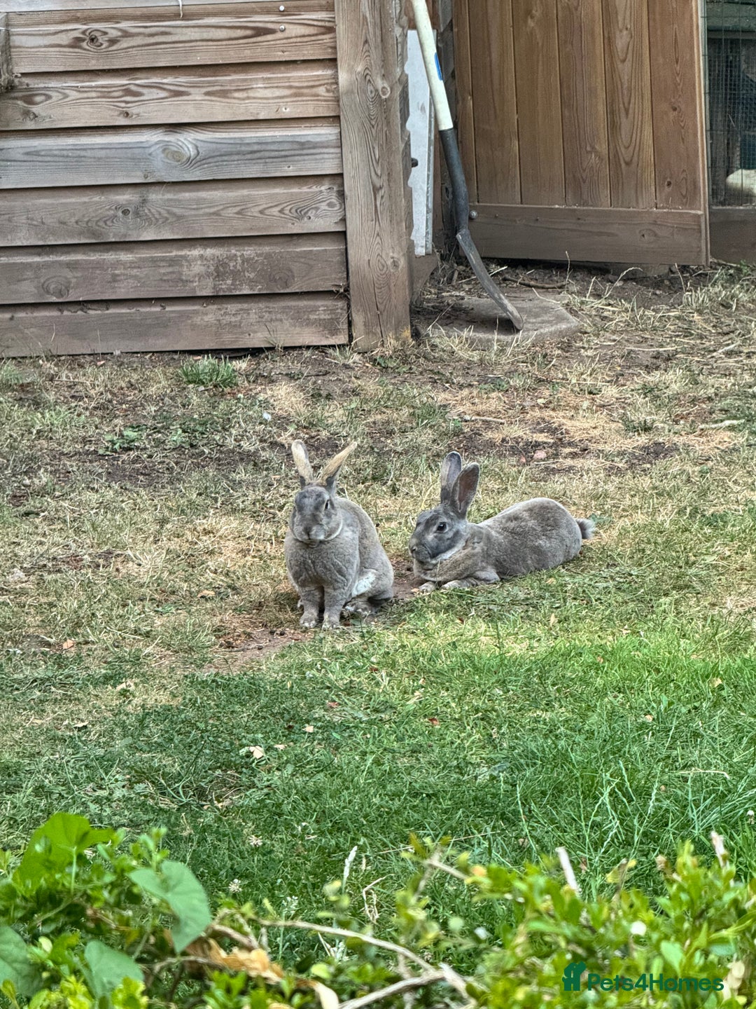Rex rabbits for sale: Male Rex Rabbits  - Image 3