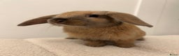 French Lop rabbits for sale: 9 week old lop bunnies . 2 boys left . - Advert 4