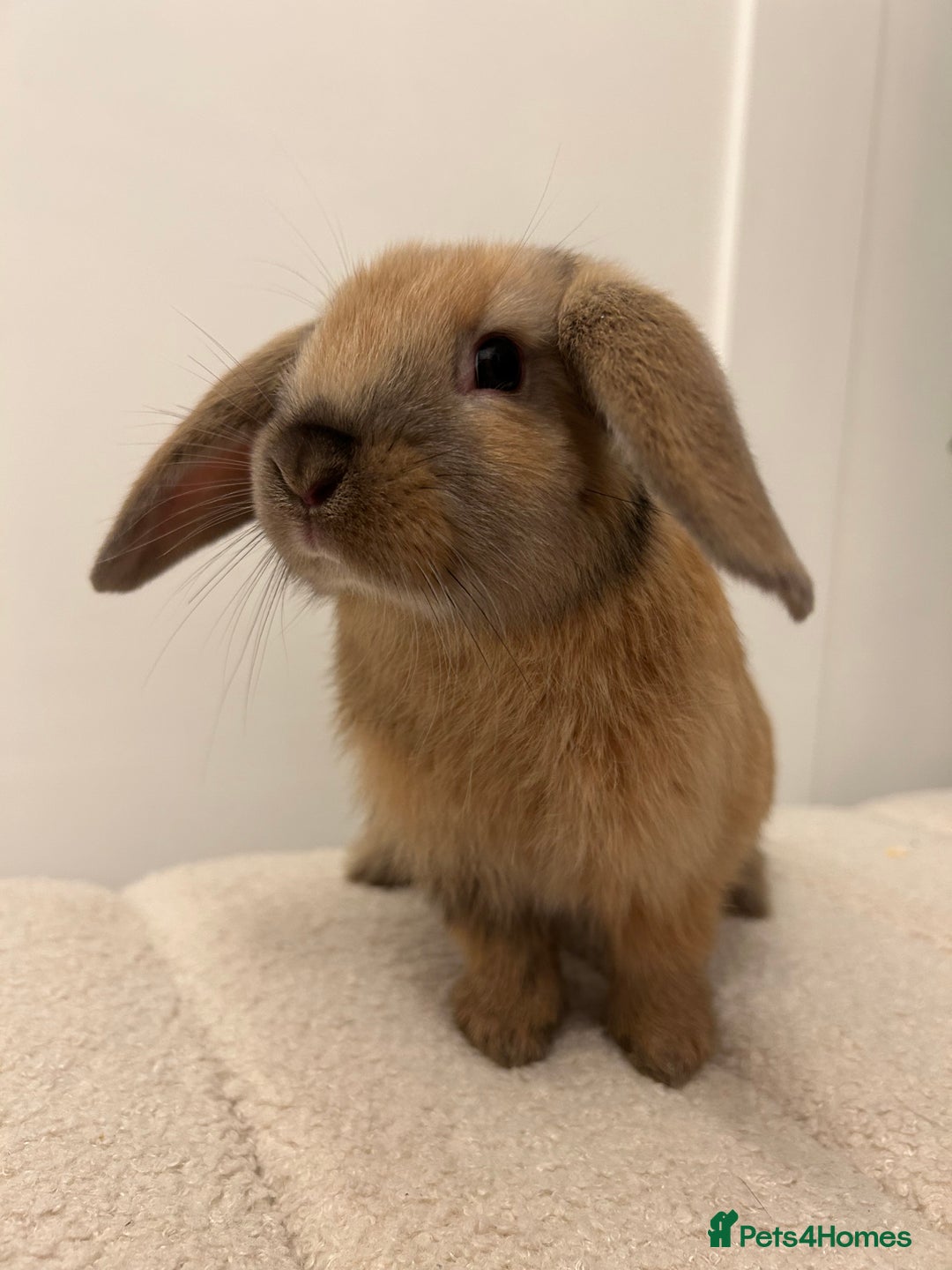 French Lop rabbits for sale: 9 week old lop bunnies . 2 boys left . - Advert 4