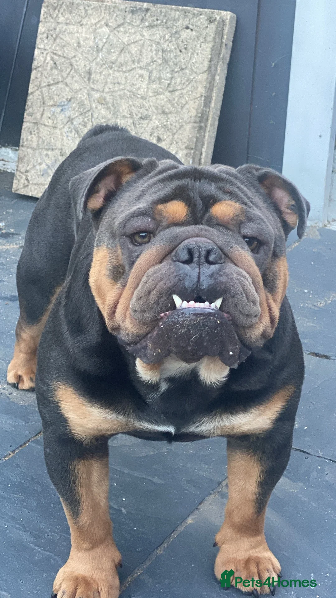 English Bulldog dogs for stud: Blue and tan bulldog stud  - Advert 5