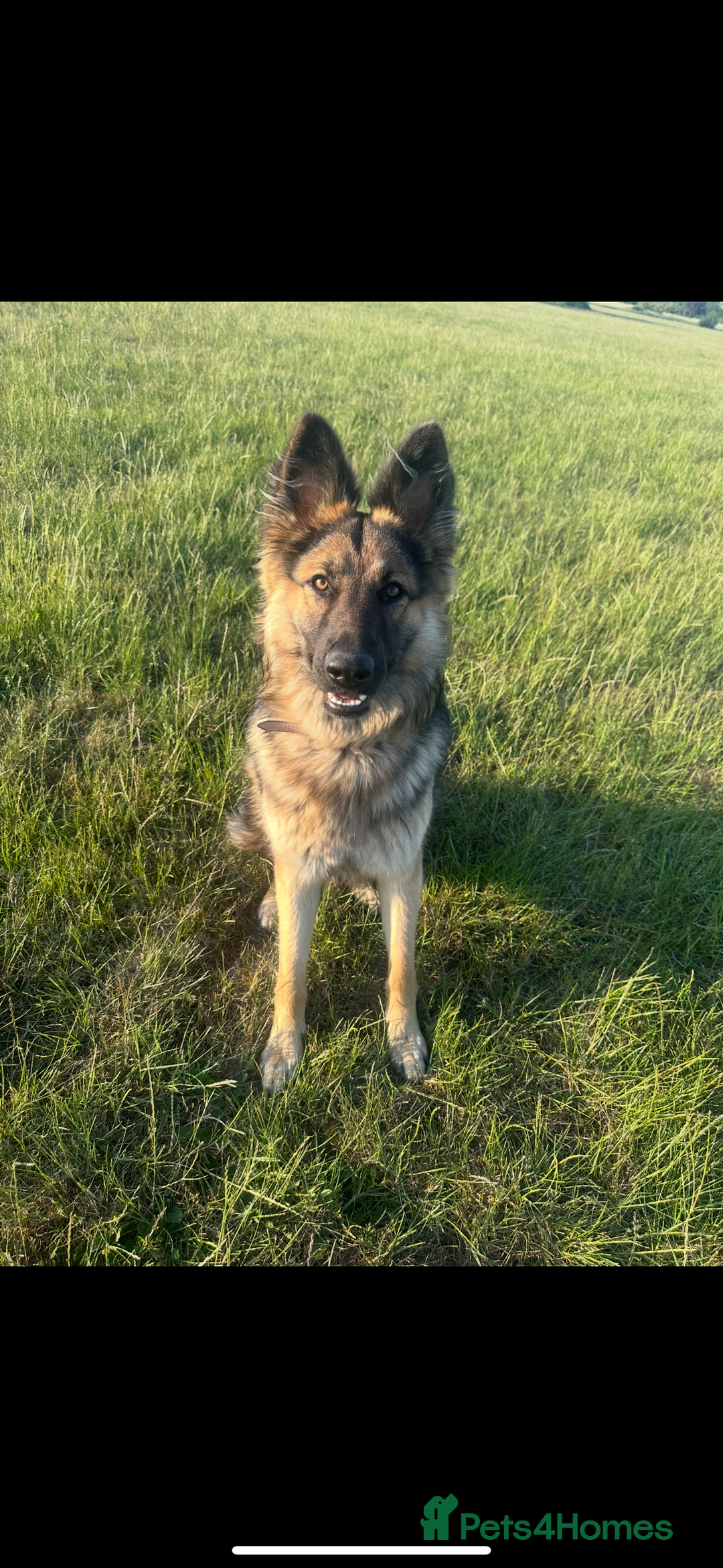 German Shepherd dogs for sale: 16 months old german shepherd  - Image 4