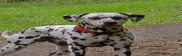 Dalmatian dogs for stud: Liver spot dalmatian for stud - Advert 1