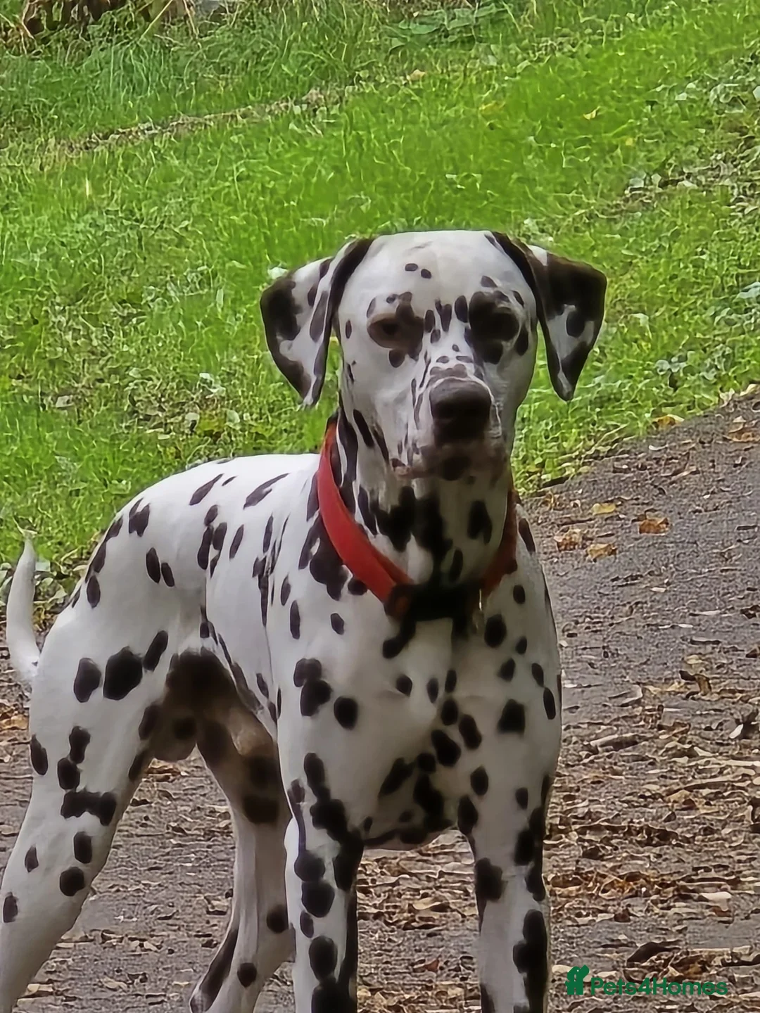 Dalmatian dogs for stud: Liver spot dalmatian for stud - Advert 1