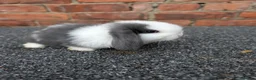 Mini Lop rabbits for sale: Mini lop babies and adults  - Advert 2