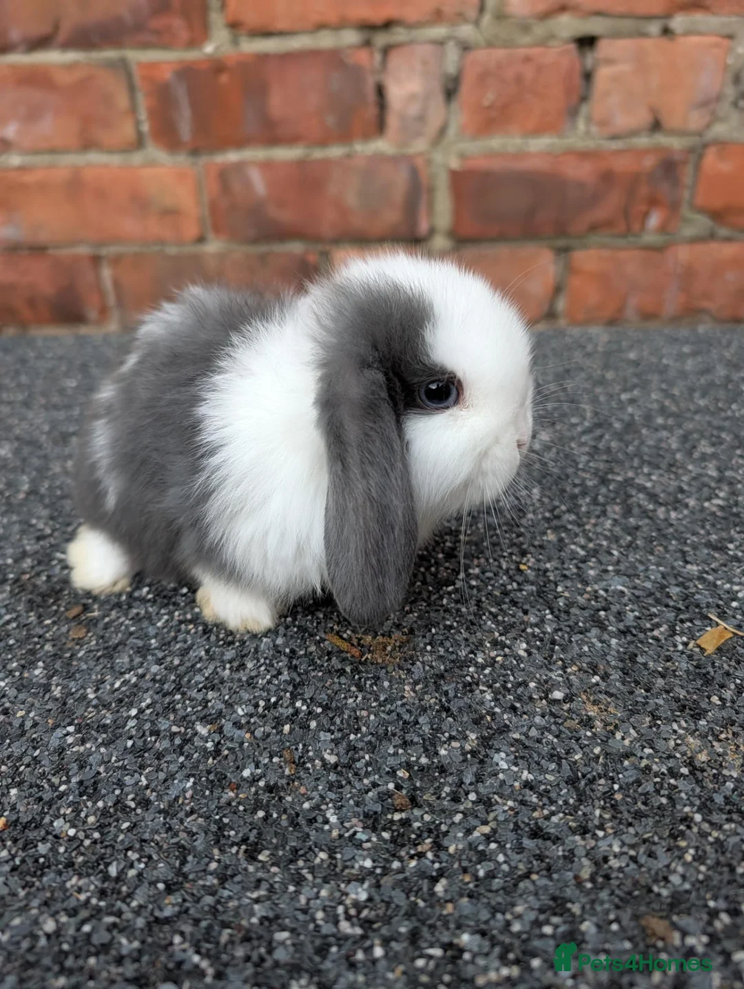 Mini Lop rabbits for sale: Mini lop babies and adults  - Advert 2