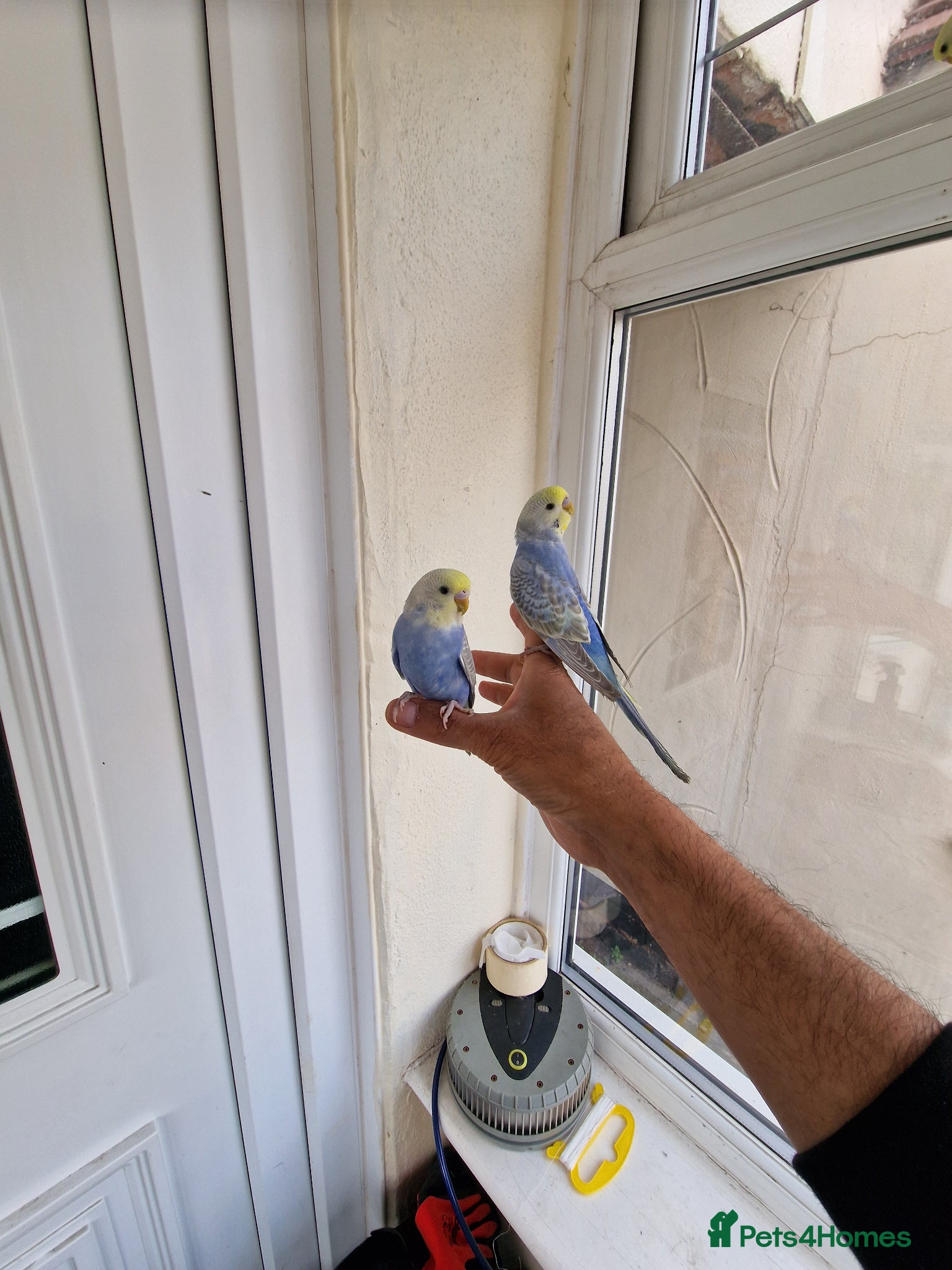 Budgerigars birds Super hand tamed baby budgies for sale  - Advert 11