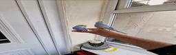 Budgerigars birds for sale: Super hand tamed baby budgies for sale  - Advert 16