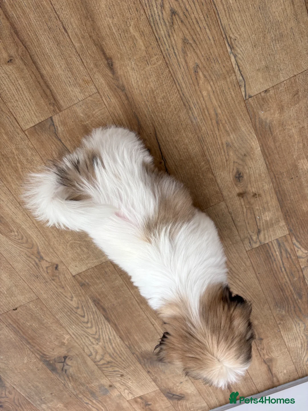 Shih Tzu dogs for sale: Male Shihtzu puppy  in Deeside - Advert 2