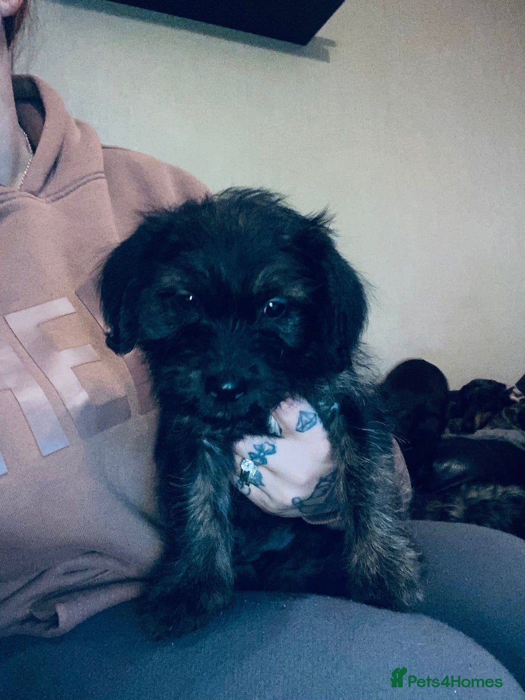 Mixed Breed dogs for sale: Beautiful puppies - Advert 4