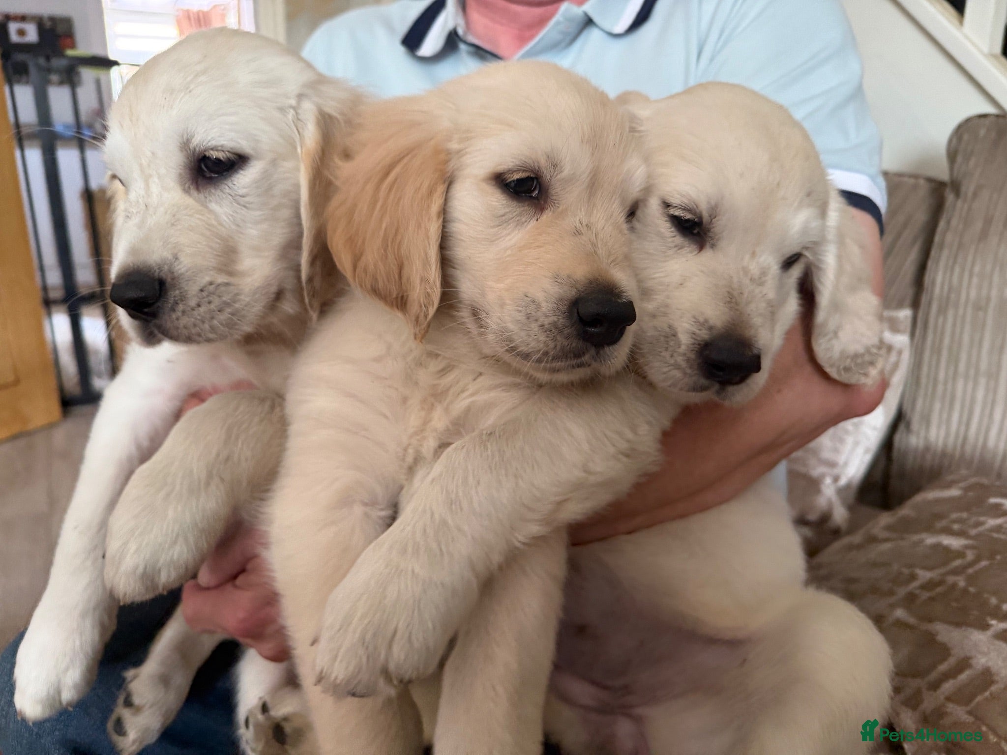 Golden Retriever dogs Last 3 ready to leave now - Advert 1