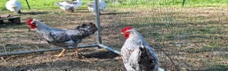 Chickens poultry for sale: Beautiful Cream Legbar Rooster - Advert 5