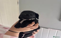 Cocker Spaniel dogs for sale: Working cocker spaniel 1 girls left  - Image 6