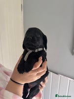 Cocker Spaniel dogs - Advert 1