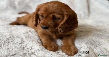 Mixed Breed dogs - Advert 15