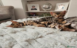 Bengal cats for sale: 3 HIGH QUALITY, PURE BLOODLINE BENGAL KITTENS  - Image 10