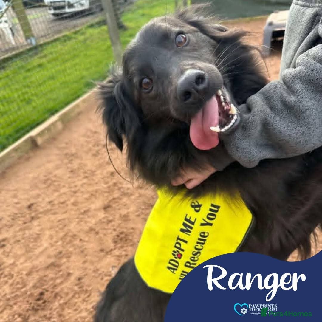 Mixed Breed dogs for adoption: Meet Ranger, currently residing in Lancashire  - Image 1