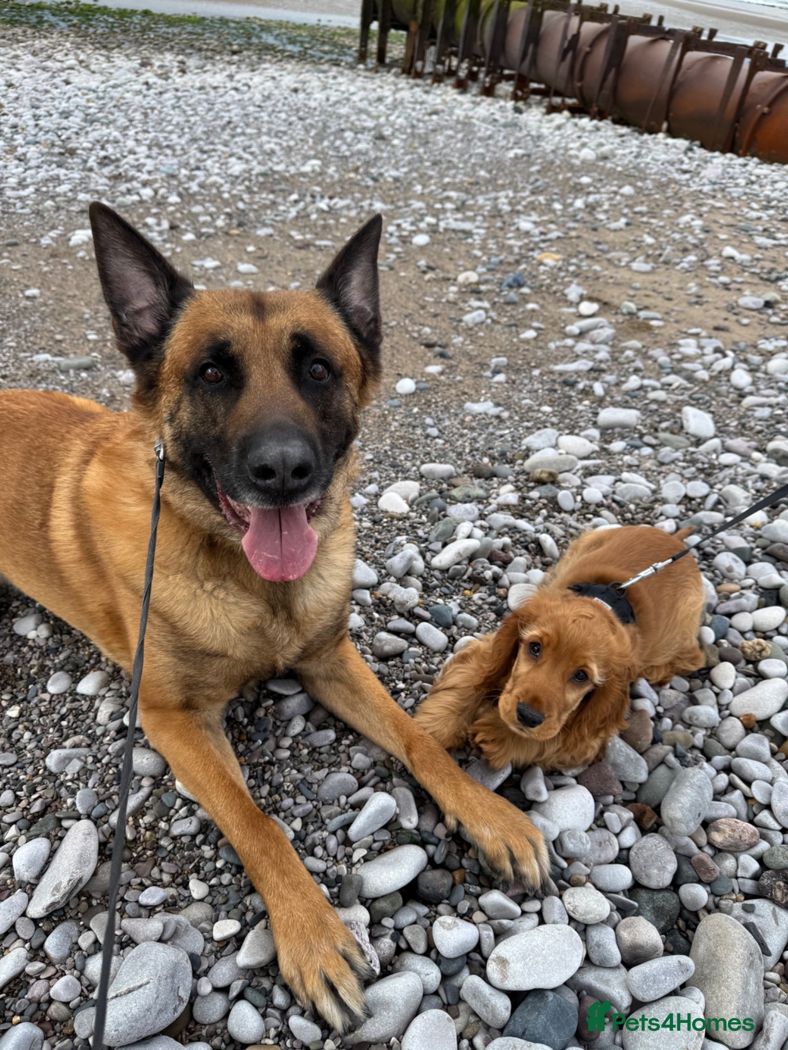 Belgian Shepherd Dog dogs Belgian Malinois for Stud - Advert 1