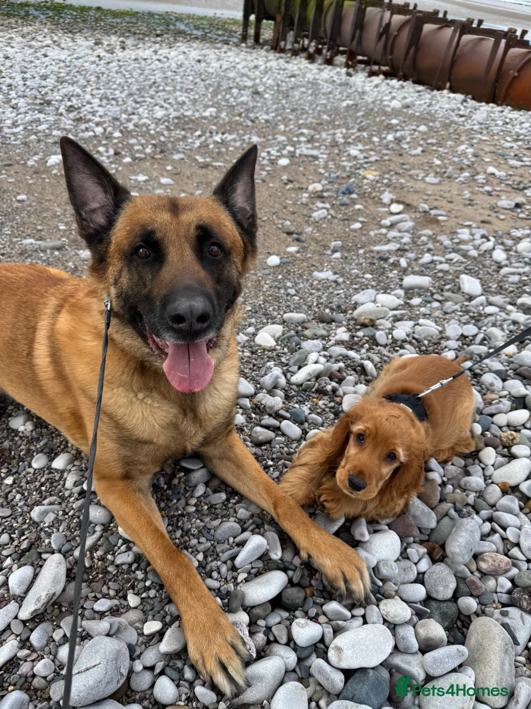 Belgian Shepherd Dog dogs for stud: Belgian Malinois for Stud - Advert 1