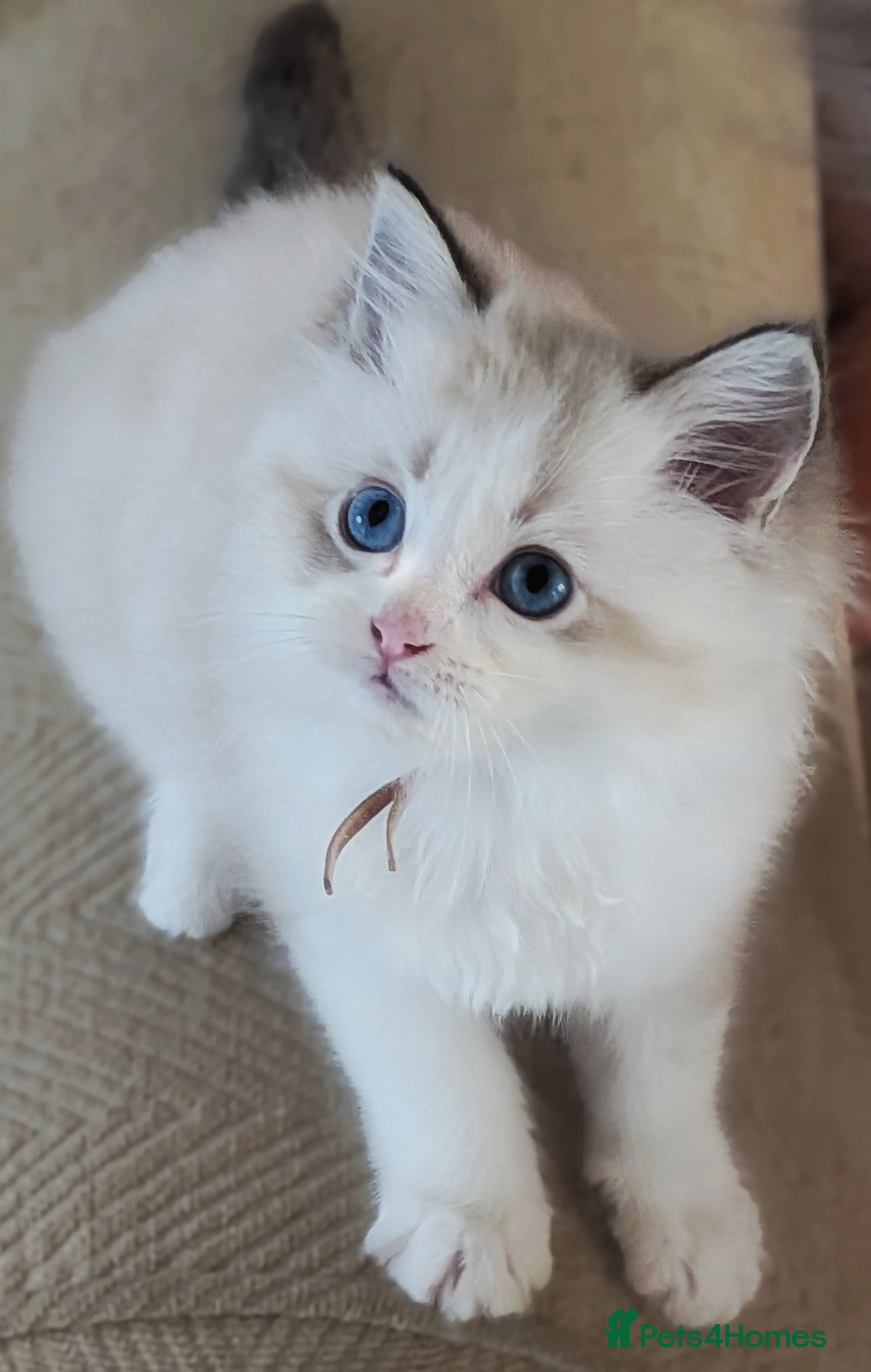 Ragdoll cats 🏆 GCCF Champion Ragdolls • Active Considered - Advert 2
