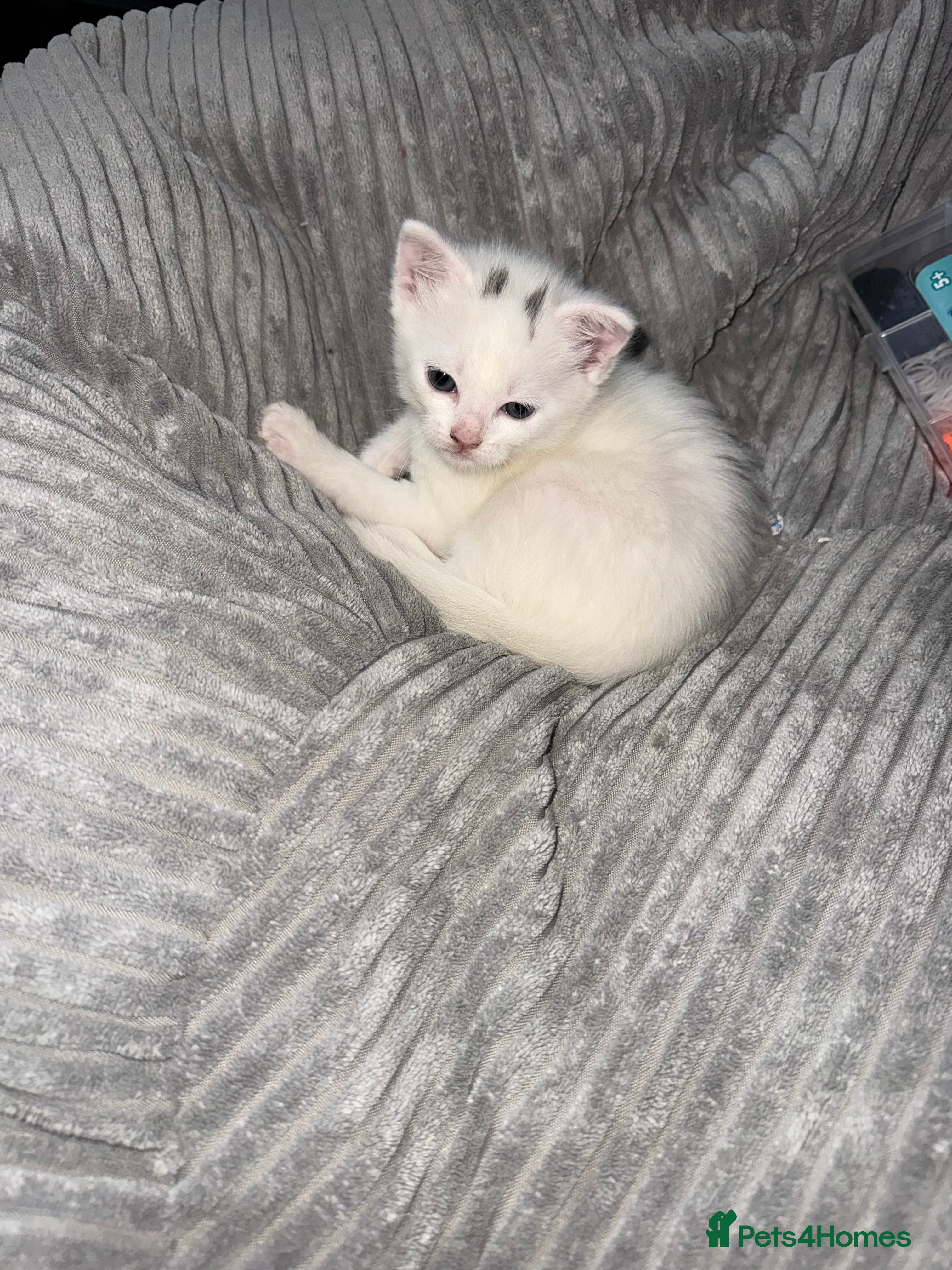 British Shorthair cats Female kitten  - Advert 2