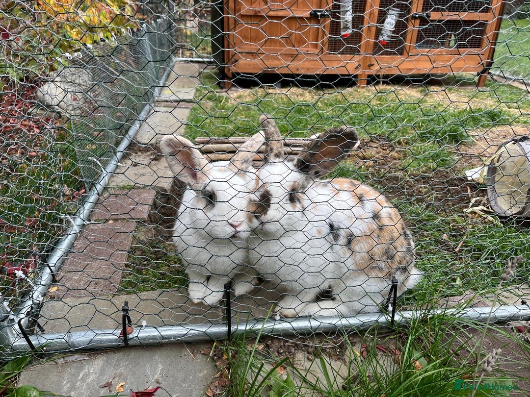 Mixed Breed rabbits for sale: 2 female rabbits 1 year old  - Advert 4