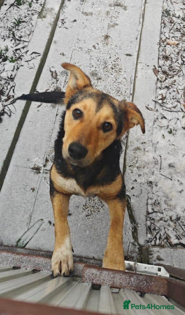 Mixed Breed dogs LARISA - a gentle&beautiful girl for a Loving Home - Advert 1
