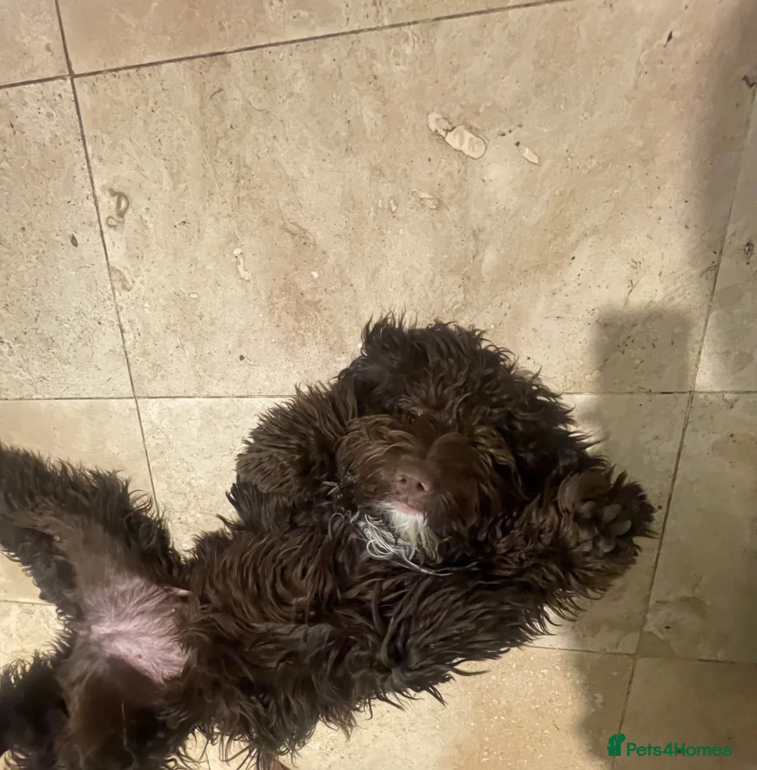Cockapoo dogs for sale: 11 month old cockapoo in Stevenage - Advert 2