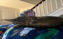 Domestic Shorthair cats for sale: Special Home Needed  - Image 3