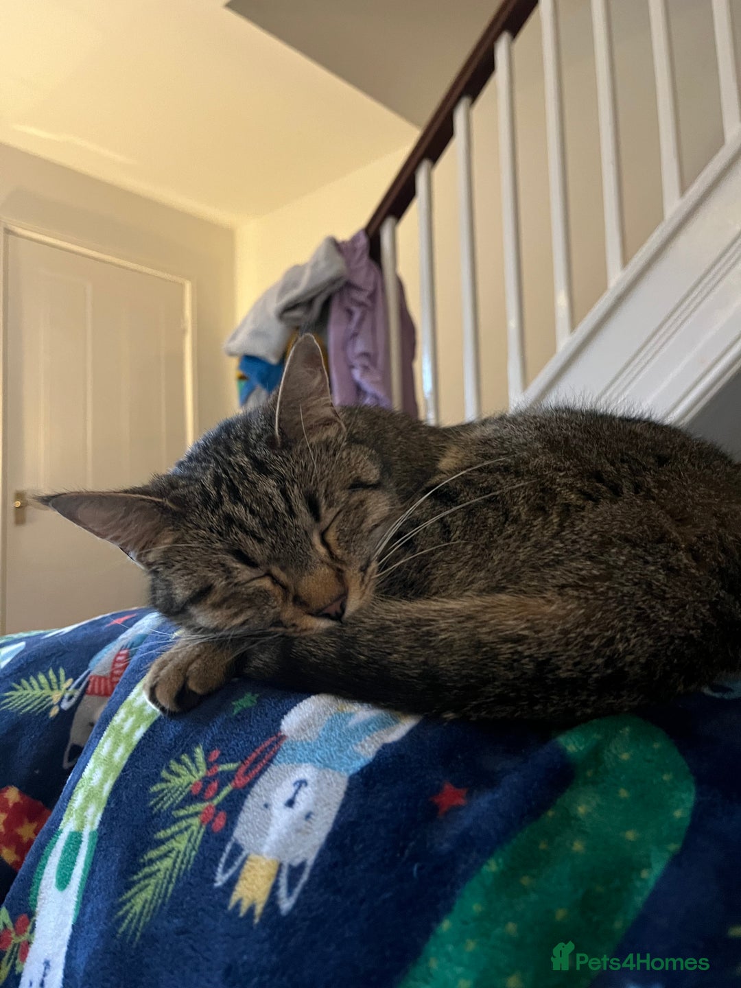 Domestic Shorthair cats for sale: Special Home Needed  - Image 3