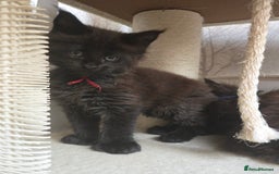 Maine Coon cats for sale: Maine Coon Kittens Polydactyl Russian line - Image 24
