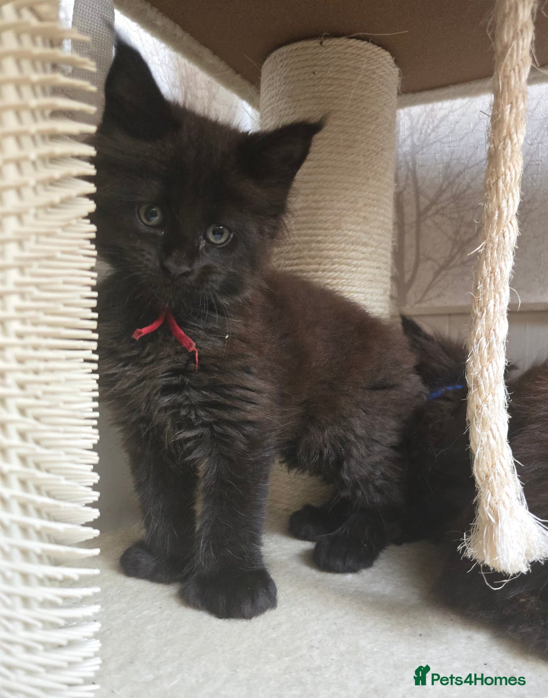 Maine Coon cats for sale: Maine Coon Kittens Polydactyl Russian line - Image 24