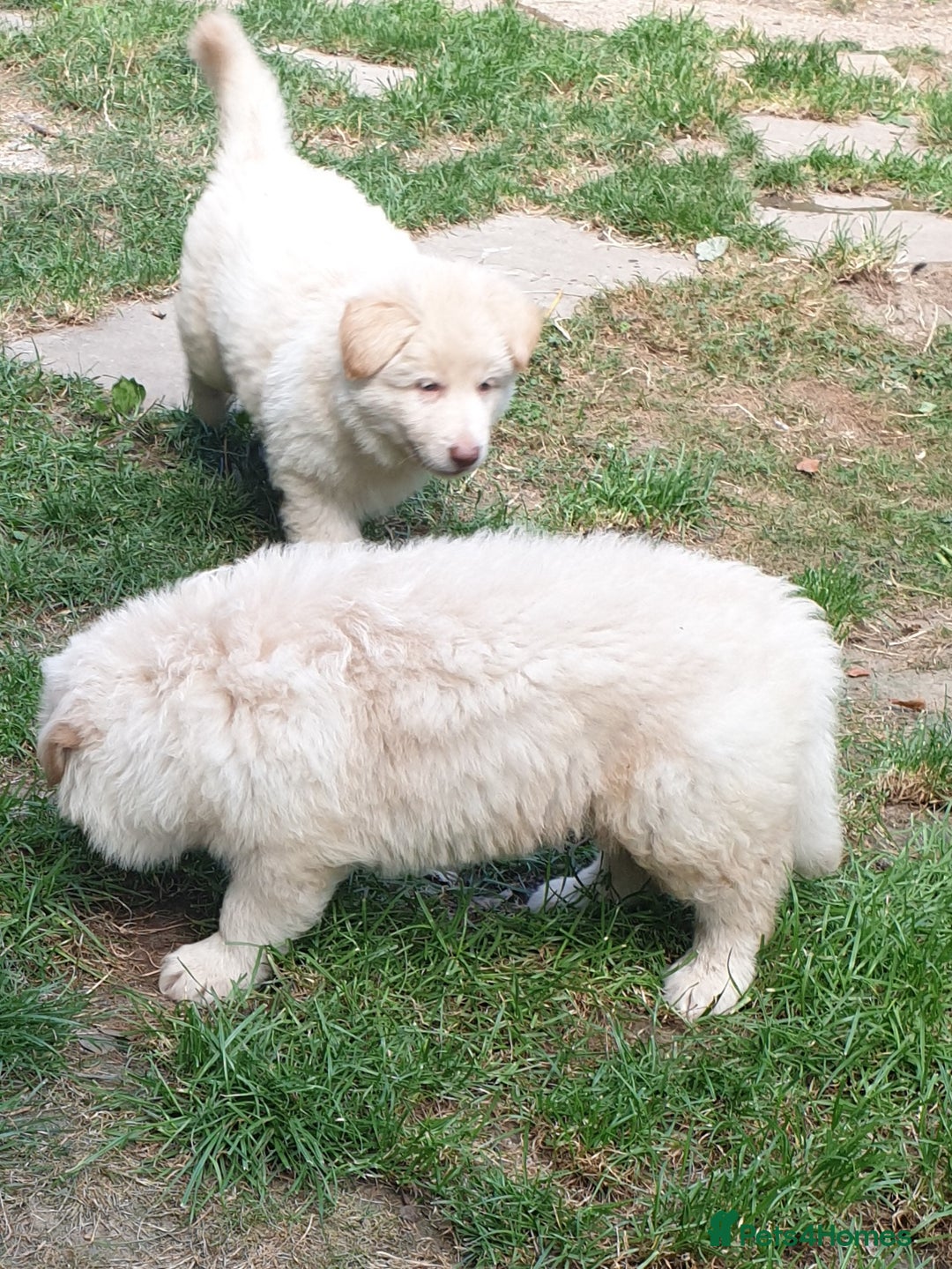 German Shepherd dogs for sale: German Shepherd pups ready end of August  - Image 12