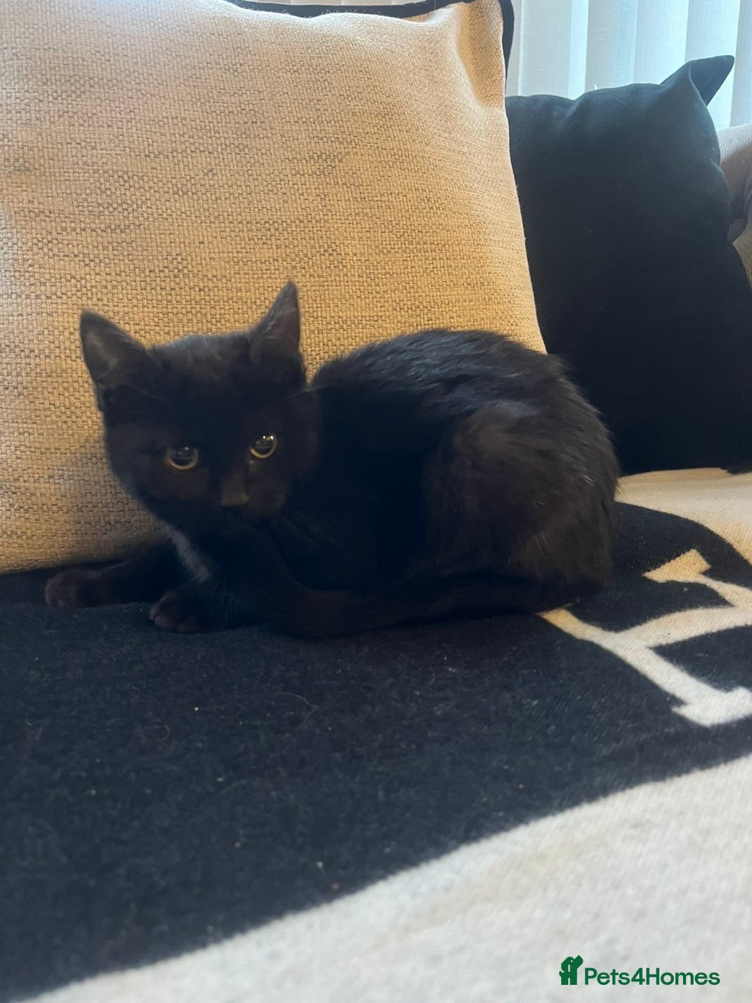 Bombay cats for sale: ragdoll mix (last of litter) 🐾 - Advert 8