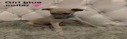 Mixed Breed dogs for sale: Italian greyhound  - Advert 14