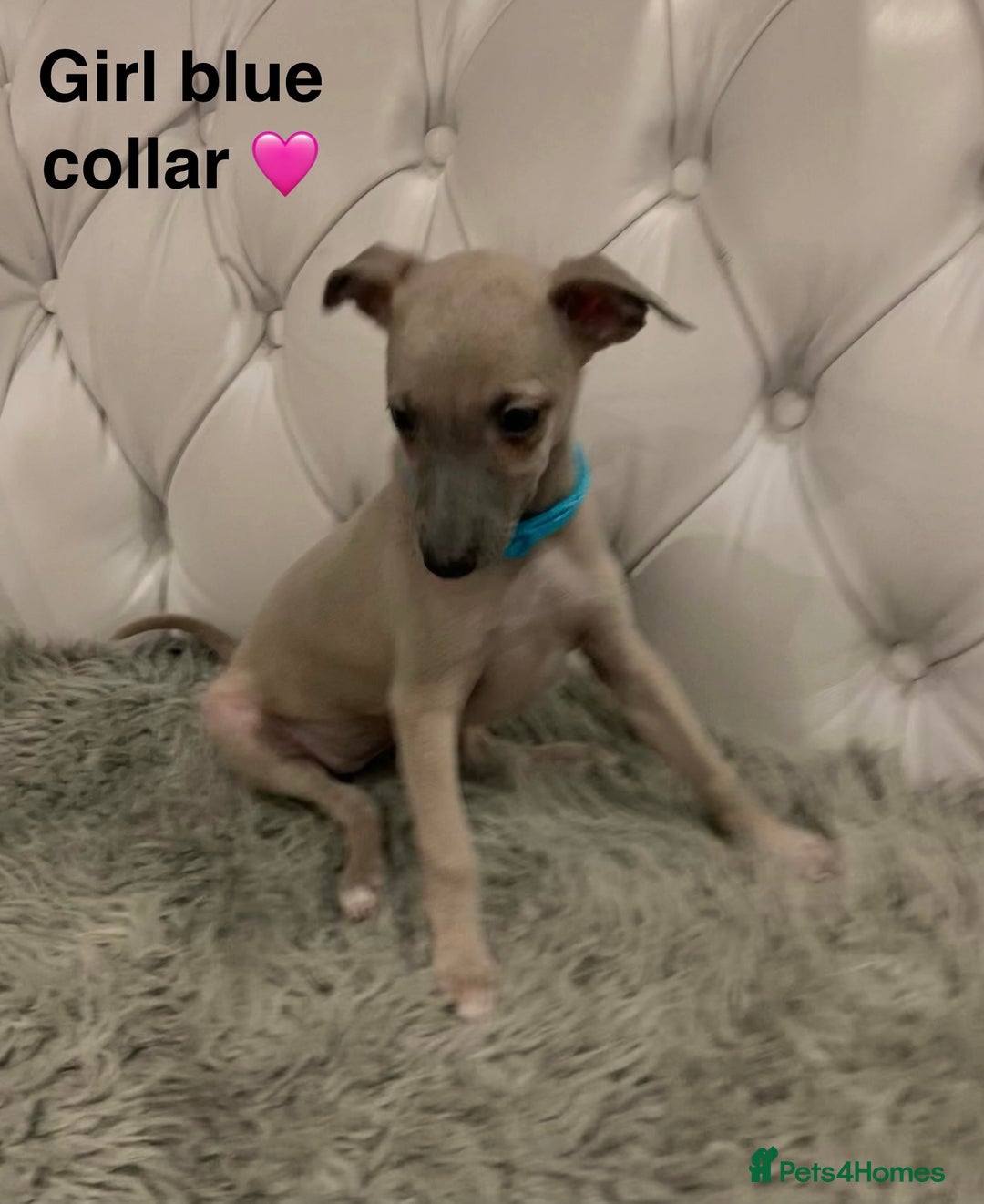 Mixed Breed dogs for sale: Italian greyhound  - Advert 14