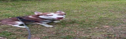 Siberian Husky dogs for sale: Re-home  in Insch - Advert 2