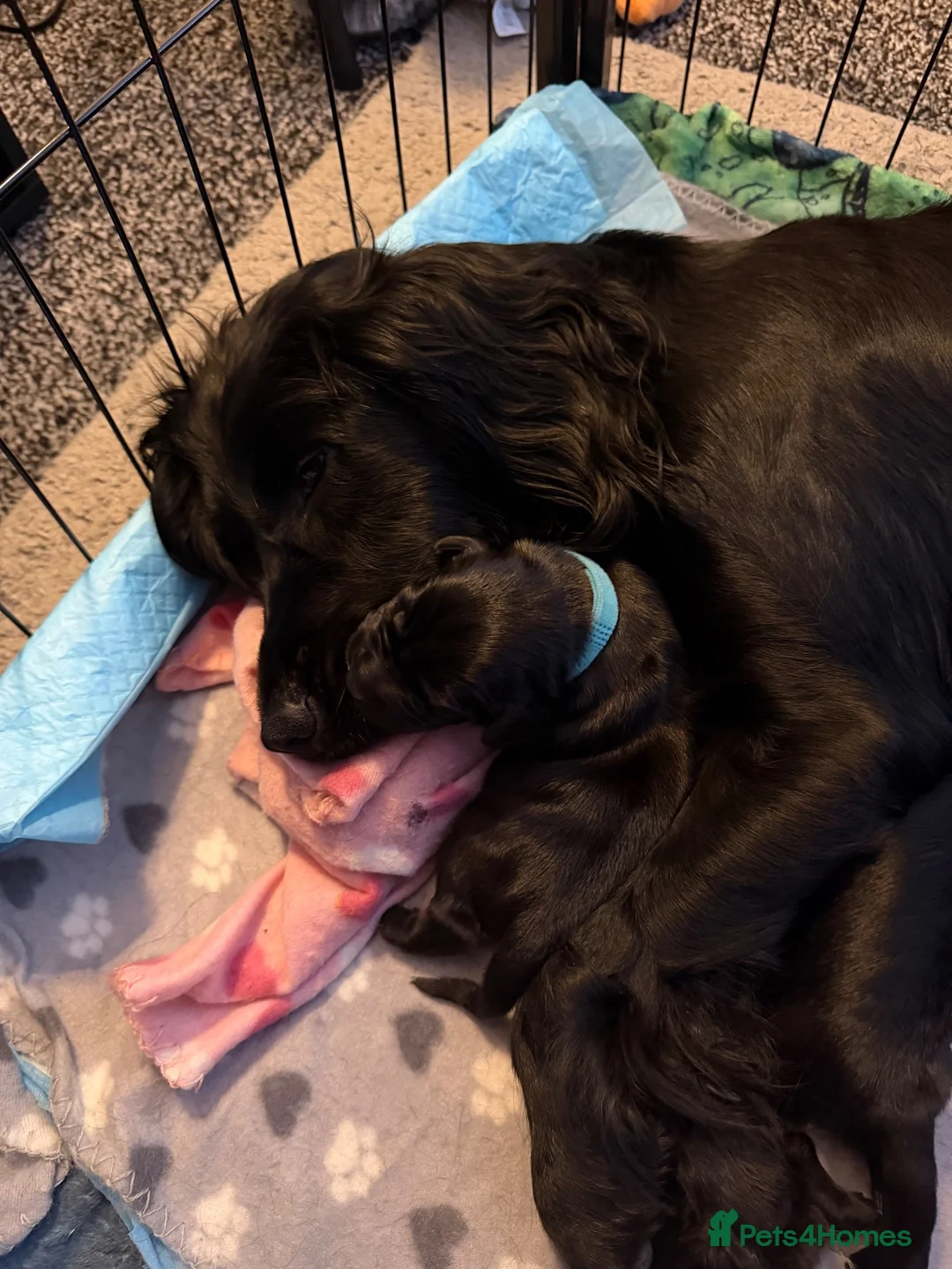 Mixed Breed dogs for sale: Docker puppies  - Advert 2