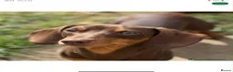 Miniature Dachshund dogs for sale: Miniature dachshund’s from health tested parents - Advert 21