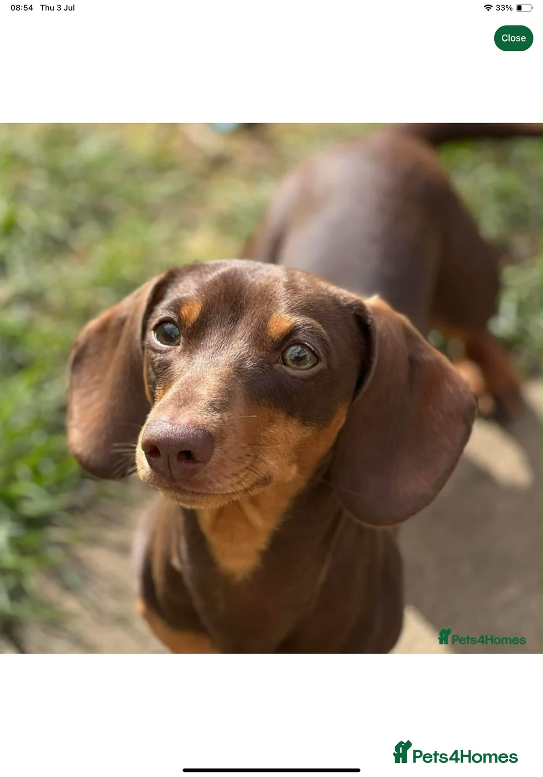 Miniature Dachshund dogs for sale: Miniature dachshund’s from health tested parents - Advert 21