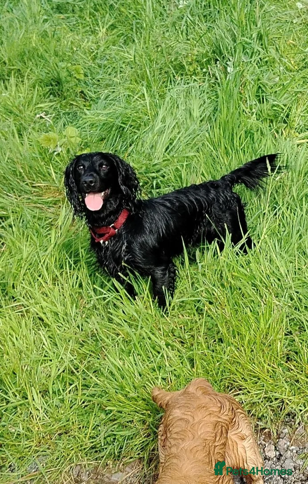Cocker Spaniel dogs for stud: HEALTH TESTED PROVEN WORKING COCKER SPANIEL - Advert 2