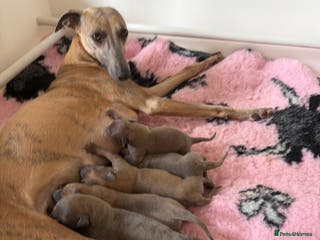 Whippet dogs KC registered Whippet Puppies - Advert 2